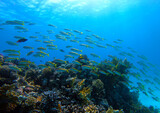 Fototapeta Do akwarium - Beautiful Coral Reef With Many Fishes In The Red Sea In Egypt. Colorful, Blue Water, Hurghada, Sharm El Sheikh,Animal, Scuba Diving, Ocean, Under The Sea, Underwater, Snorkeling, Tropical Paradise,