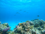 Fototapeta Do akwarium - Beautiful Coral Reef With Many Fishes In The Red Sea In Egypt. Colorful, Blue Water, Hurghada, Sharm El Sheikh,Animal, Scuba Diving, Ocean, Under The Sea, Underwater, Snorkeling, Tropical Paradise,