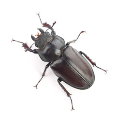 Wall Mural - Female of stag beetle (Lucanus cervus) isolated on white
