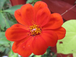 red flower in the garden