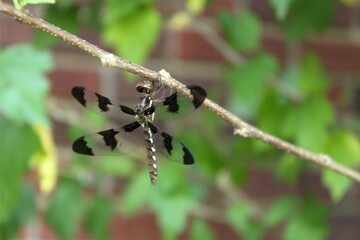 dragonfly on a branch