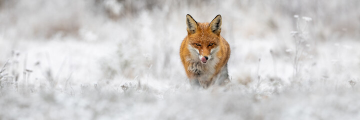 red fox, vulpes vulpes, going forward on meadow in wintertime nature. wild orange predator licking m