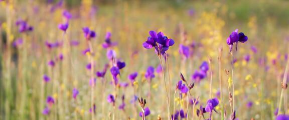 grass field purple flower, Beautiful wild flower of beautiful for background.