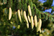 Grüne Fichtzapfen, Picea abies, Gewöhnliche Fichte