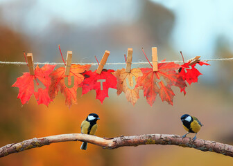 two bird Tits sit under a banner with the words autumn on colorful maple leaves hanging on a rope on a Sunny day in the Park