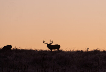 Poster - Mule Deer Silhouetted at Sunrsie During the Fall Rut