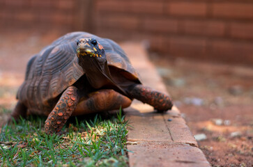 turtle looking at the camera