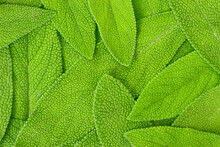 soft-sage-background-free-stock-photo-public-domain-pictures
