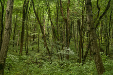 Background, Landscape - Subtropical Forest