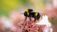 A Bumble Bee Resting On The Flower Of An Abelia Grandiflora
