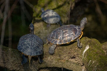 Canvas Print - Tortoises 24