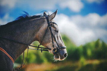 A beautiful grey horse with a dark mane and bridle on its muzzle is galloping fast against the sky with clouds on a Sunny summer day. Freedom.