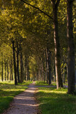 Fototapeta Sypialnia - A hike in the forest during a autumn morning