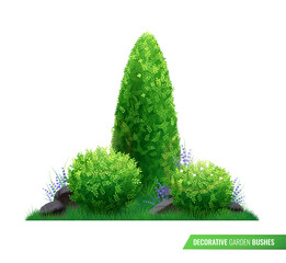 decorative garden bushes composition