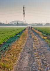 A scenic view showing a power grid near the field of wheat at a village in India