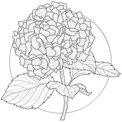 Canvas Print - Hydrangea. Flower.Coloring book antistress for children and adults. Illustration isolated on white background.Black and white drawing.Zen-tangle style.