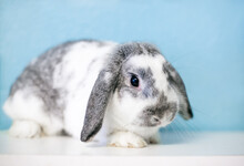 A Gray And White Lop Eared Rabbit Lying Down