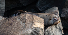  Galapagos - Genovesa - La Barranco - Fur Seal