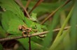 Golden Brown Pacific Tree Frog