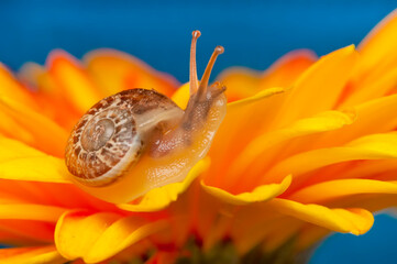 Close up  beautiful Snail in the garden