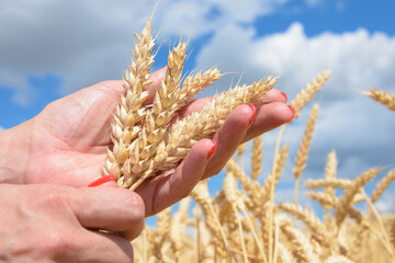 Women's hands hold Golden ears of rye, visible from below against the blue sky.