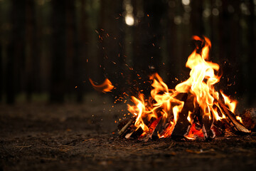 beautiful bonfire with burning firewood in forest. space for text