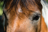 Fototapeta Zwierzęta - Portret konia - głowa konia - zwierzę domowe