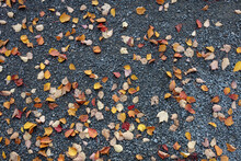 Colorful Autumn Leaves On The Ground, Close Up And Full Frame