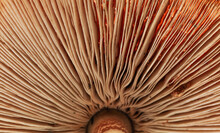 Close Up Of A Brown Mushroom Showing The Mushrooms Gills.