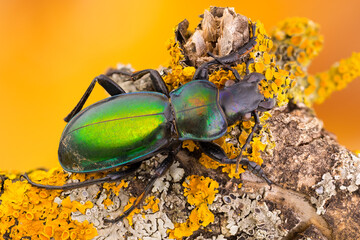 green ground beetle on a yellow lichen covered branch.