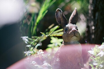 Garden Rabbit Statue, Summer