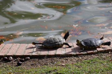 Poster - Beautiful shot of a couple of cute Pond sliders on a poolside