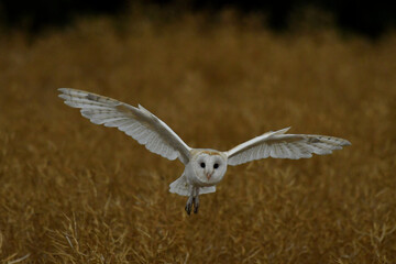  Barn owl in flight