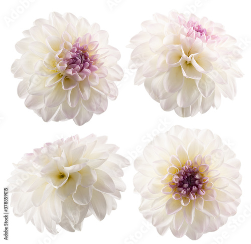 Fotografía collection of white dahlias isolated on a white background