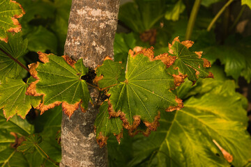 Poster - 2020-09-16 SEVERAL VINE MAPLES TURNING BROWN IN EARLY FALL ON MERCER ISLAND