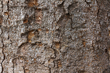 Beautiful Tree Trunk Bark