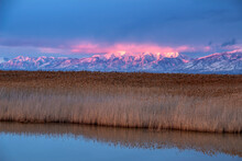 Sunset Over The Wetlands Of The Great Salt Lake. Phragmites In Foreground