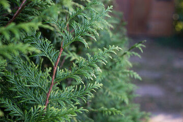 closeup of cypress tree branch in the hedge in the garden