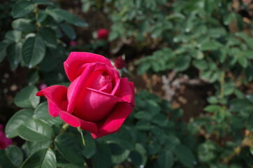 Canvas Print - Red Flower of Rose 'Maria Callas' in Full Bloom
