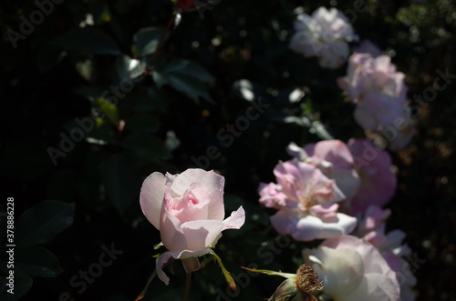 Fotografía Pink and White Flower of Rose 'Matilda' in Full Bloom