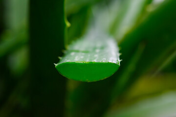 Wall Mural - Aloe vera in the garden on black background