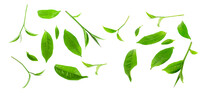 Green Tea Leaf Isolated On White