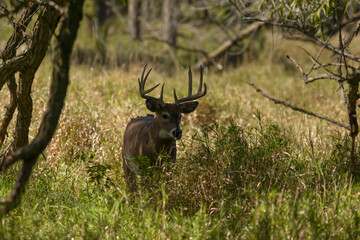 Wall Mural - The white-tailed deer morning on a forest meadow