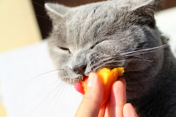 Gray fluffy cat of the Scottish breed with pleasure eats juicy ripe peach in summer.