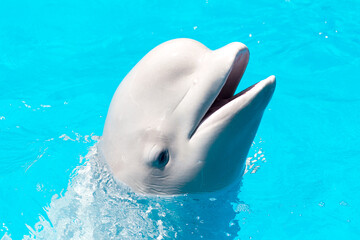 Wall Mural - Friendly beluga whale or white whale in water. Beluga whale white dolphin portrait while coming to you.