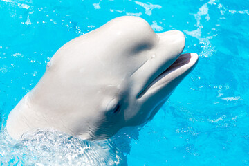 Wall Mural - Friendly beluga whale or white whale in water. Beluga whale white dolphin portrait while coming to you.