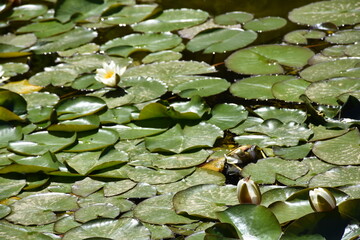 Beautiful view of nature green leaves with sunlight.