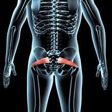 3d Illustration Of The Piriformis Medius Muscles Anatomical Position On Xray Body.
