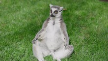 Funny Lemur Sitting On Grass Relaxing And Looking Around Portrait Madagascar White Wildlife Nature Wild Mammal Animal Close Up
