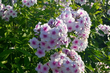 Wall Mural - White Phlox with pink center (Phlox paniculata) in the garden
, close-up. White flowers with raindrops, White Phlox flowers with red eye
